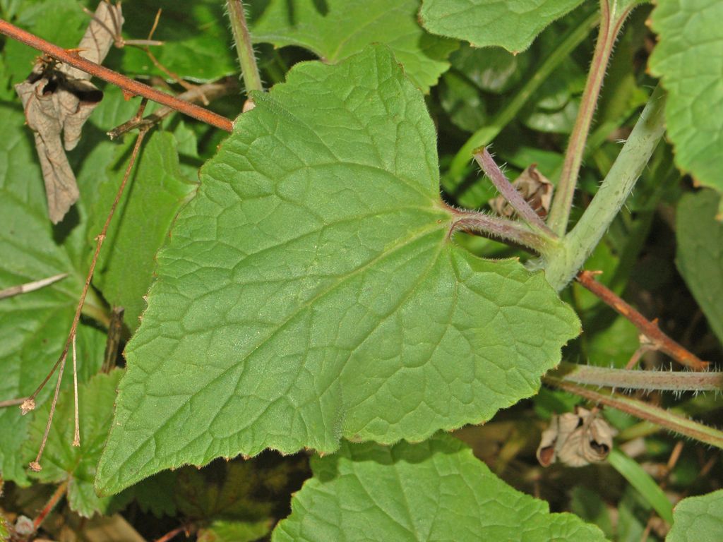 Lunaria annua / Lunaria meridionale